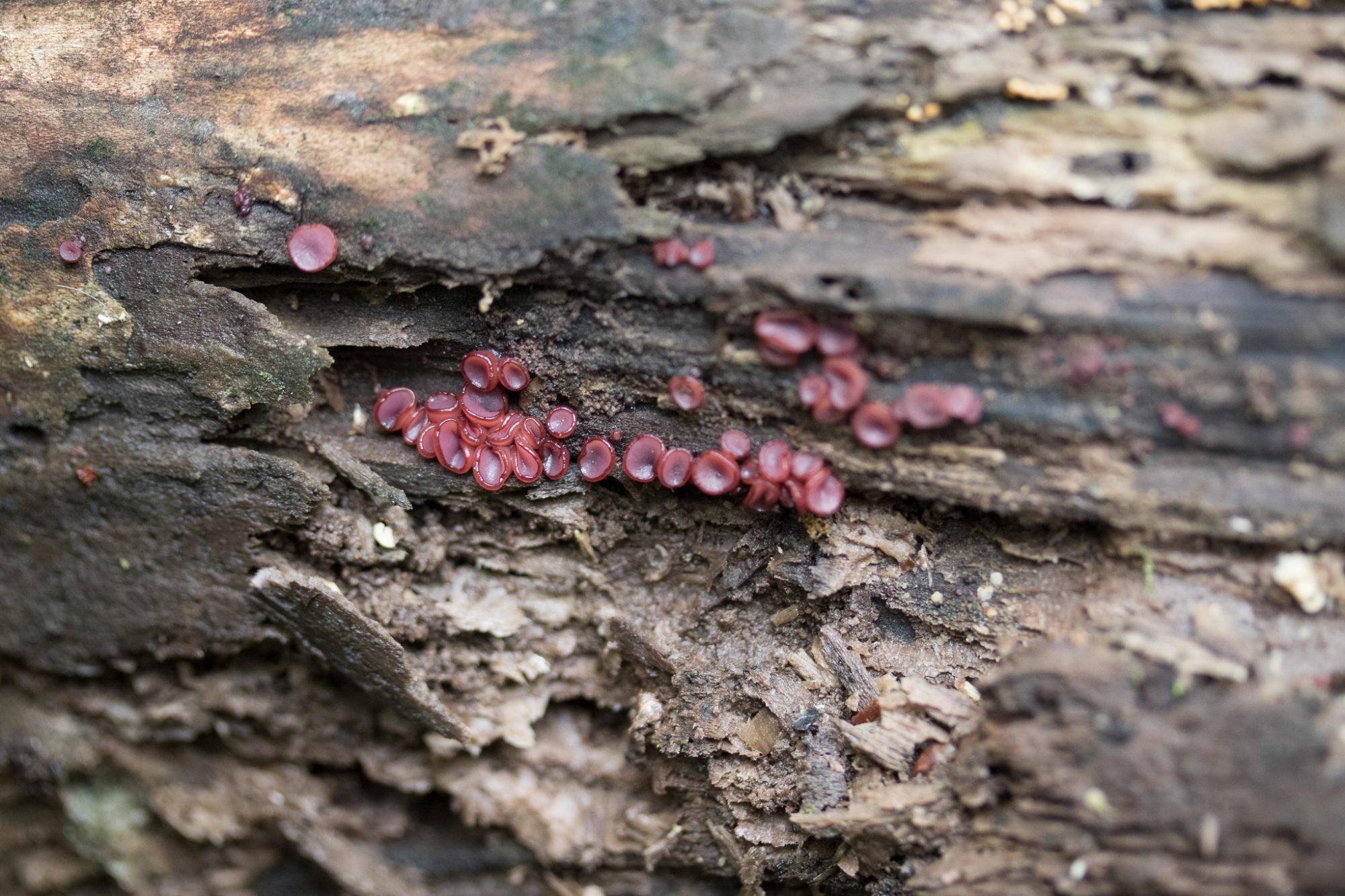 Ascocoryne Sarcoides Western Pennsylvania Mushroom Club