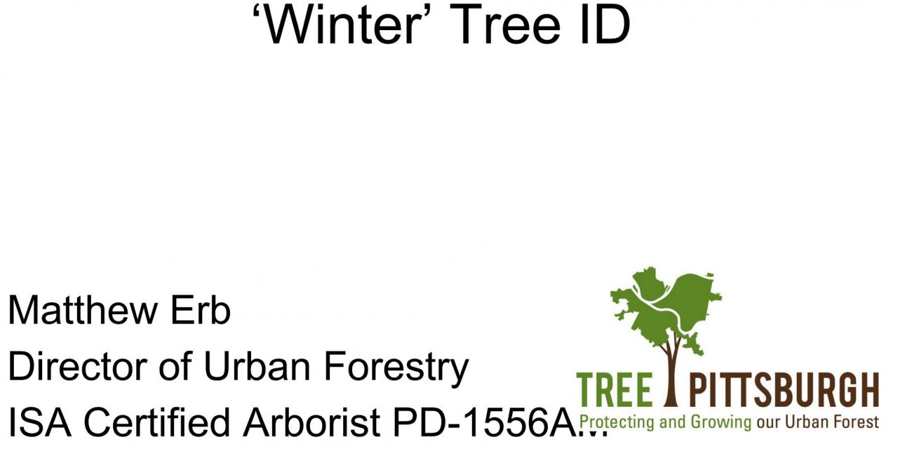 Winter Tree ID by Mathew Erb