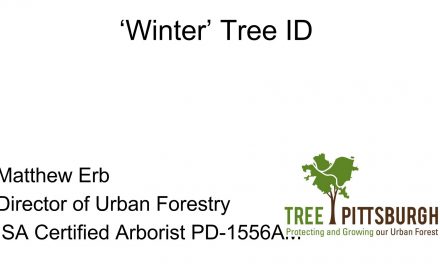 Winter Tree ID by Mathew Erb