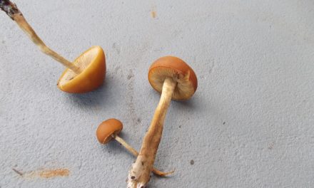 Agrocybe arvalis sclerotia – Fruiting Instructions