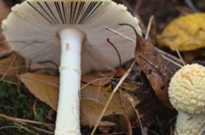 New study to identify and catalog Amanita genus mushrooms of Western Pennsylvania