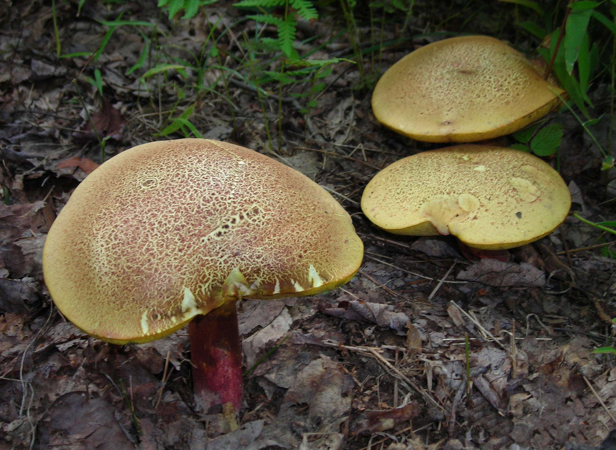 Какие грибы моховики