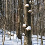 Bill Greenwalt - Sno Cone Tree