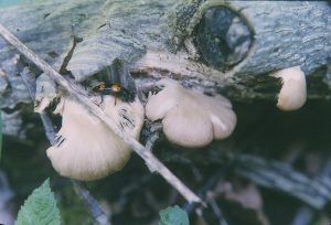 Dorothy Fornof - Oyster Mushroom Beetle (Slide)