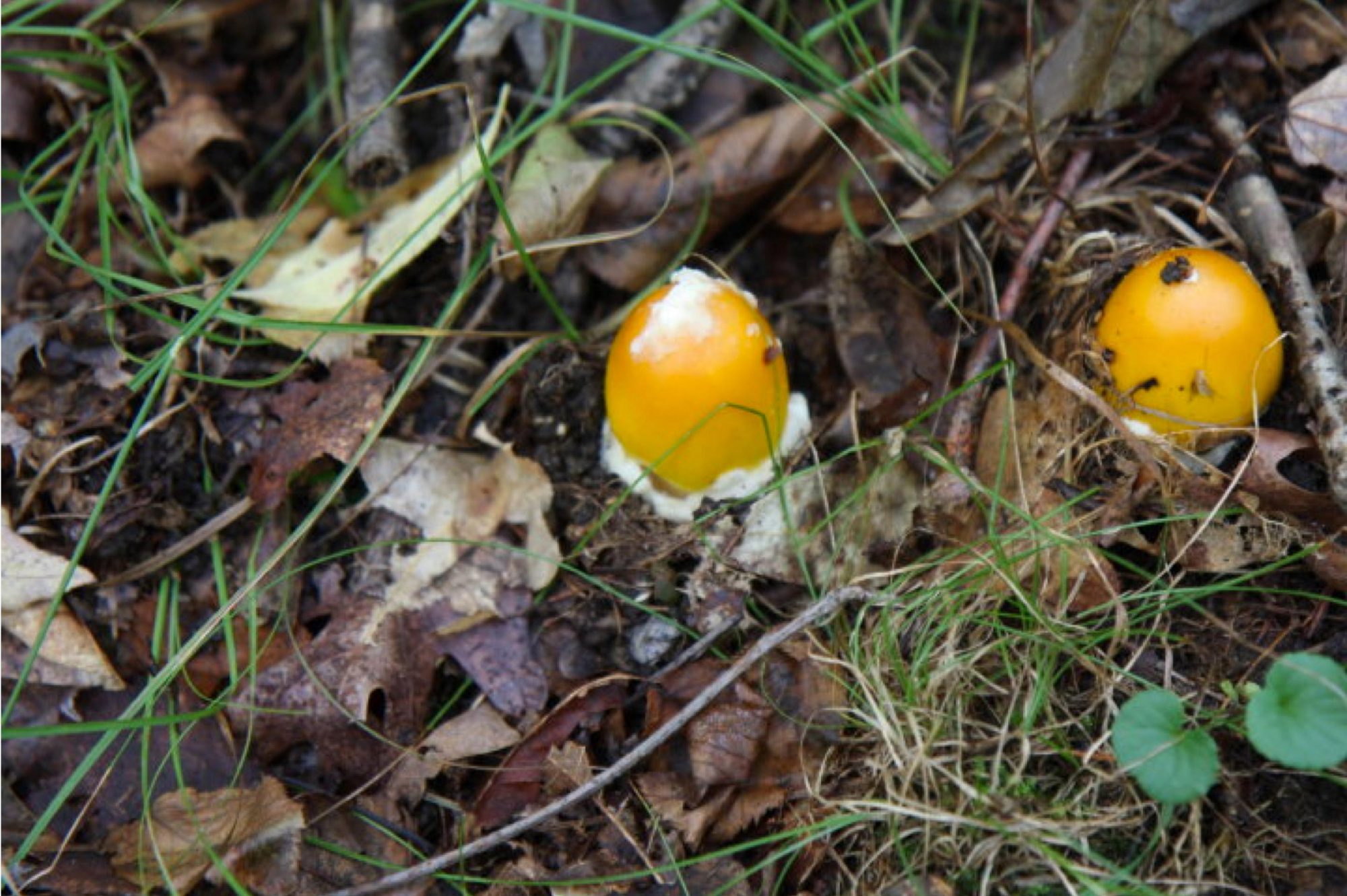 Amanita Flavoconia In The Egg Or Button Stage Judges Option James And