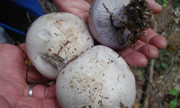 Common Purple Mushrooms