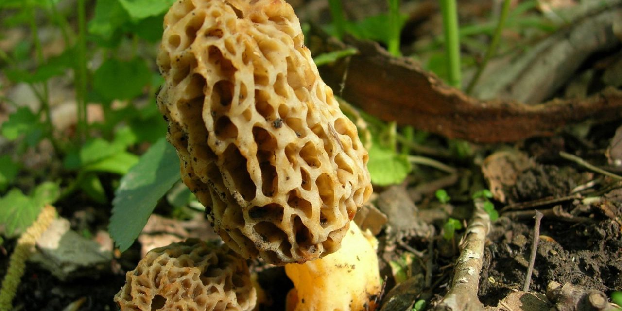 Morel Madness presentation from May 4, 2014