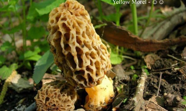 Morel Madness presentation from May 4, 2014