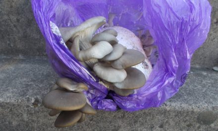 Oyster and Split gill Mushroom kits