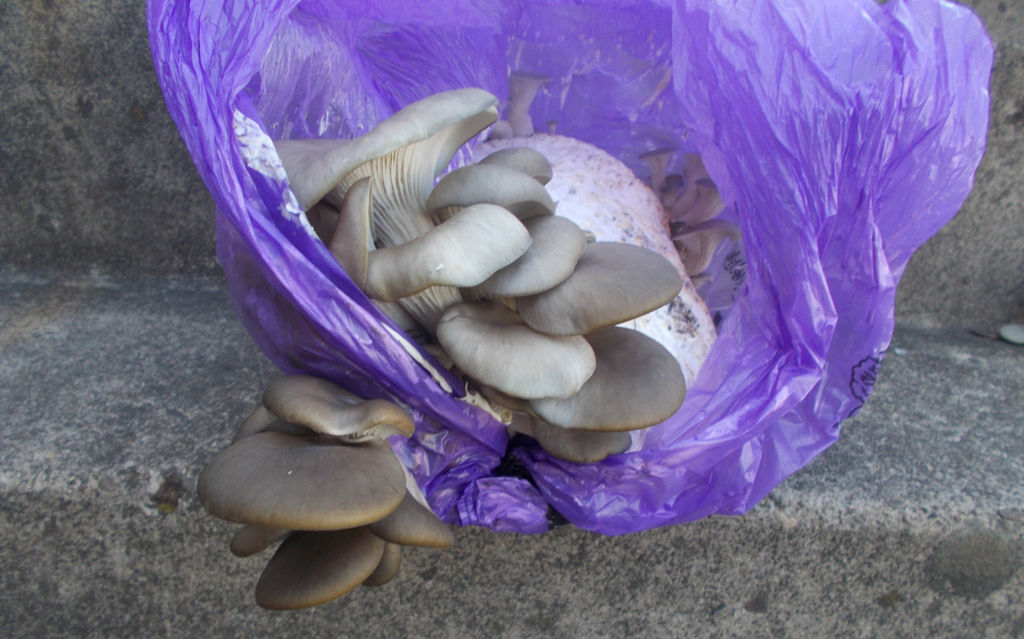 Oyster and Split gill Mushroom kits