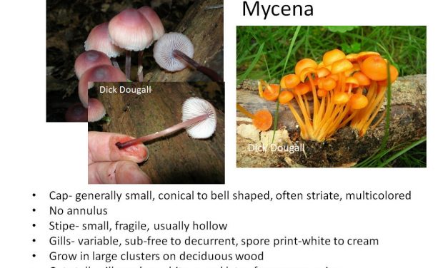 Mushroom Identification to Genus
