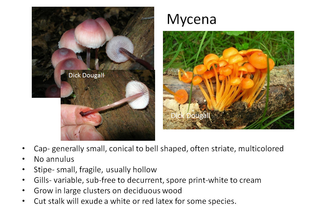 Mushroom Identification to Genus Western Pennsylvania Mushroom Club
