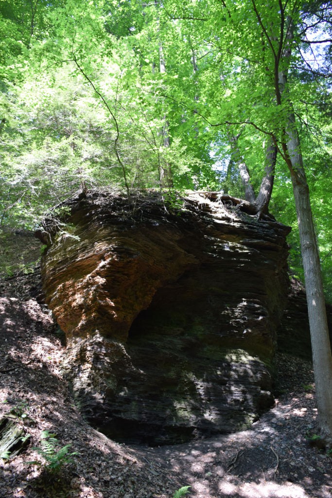 Lincoff foray at Cook Forest State Park