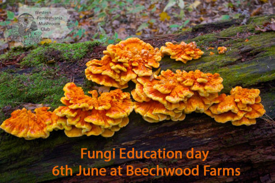 Fungi Education Day