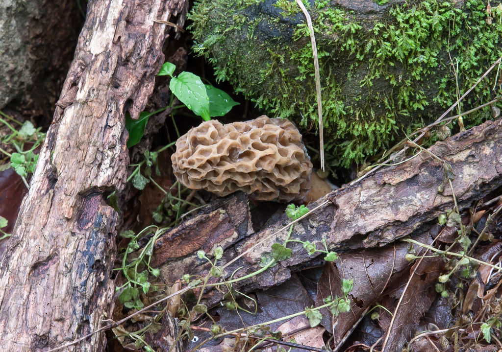 Morel season just starting in Pennsylvania Western Pennsylvania