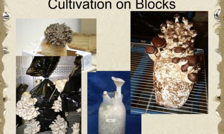 Mushroom Cultivation For Food and Medicine