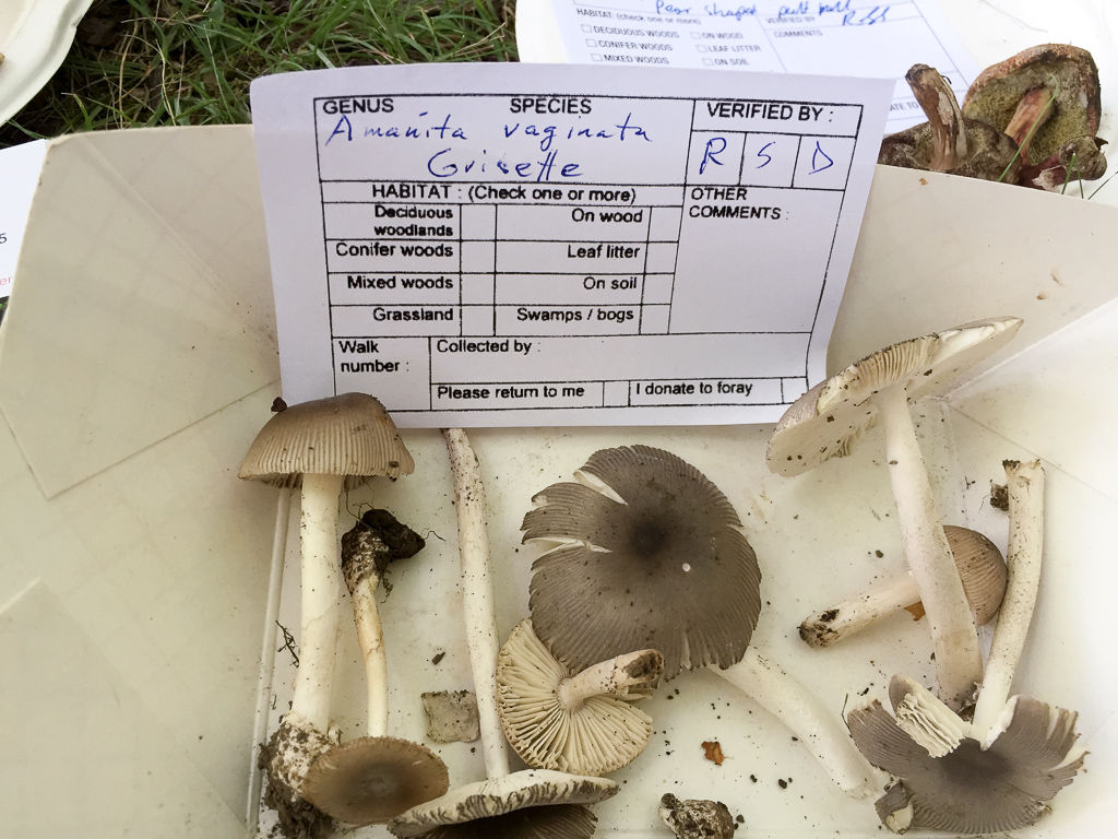 Sustainability at Home Series: Mushroom Cultivation!