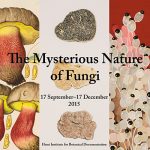 The Mysterious Nature of Fungi