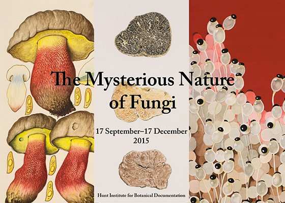 The Mysterious Nature of Fungi
