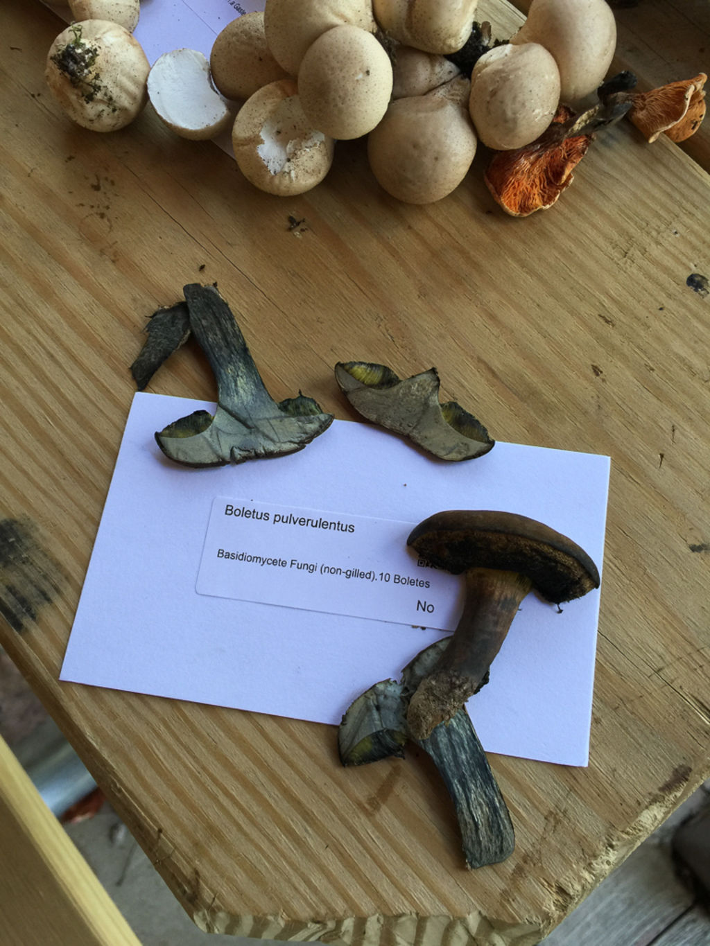 Beginners Mushroom ID Hike with Allegheny Land Trust at Bethel Green