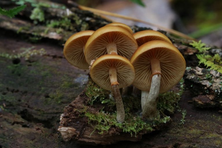 Galerina_marginatagillsBrian_Johanson Western Pennsylvania Mushroom