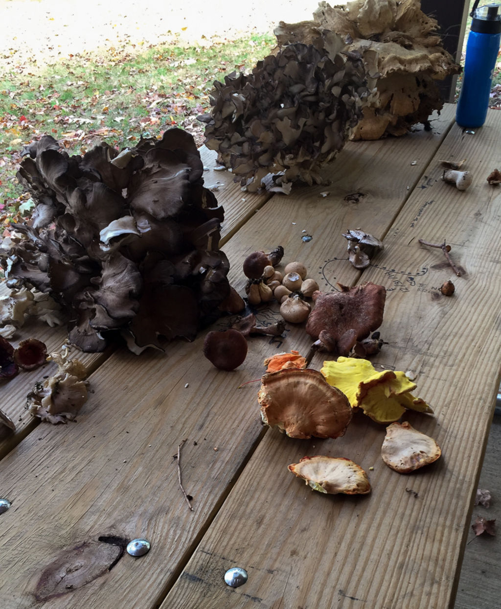 Mushroom Identification and Cooking at Blue Knob State Park, Buck Hill Amphitheater
