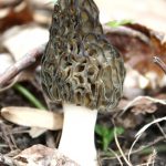 Morel Mushroom Walk with Indiana County Friends of the Parks