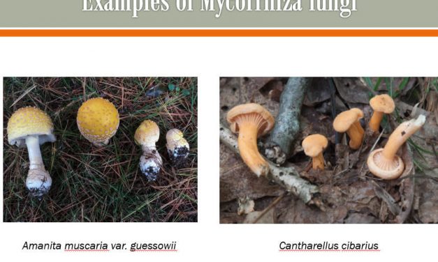 Importance of mushrooms in woods and forests & WPMC Barcoding Project