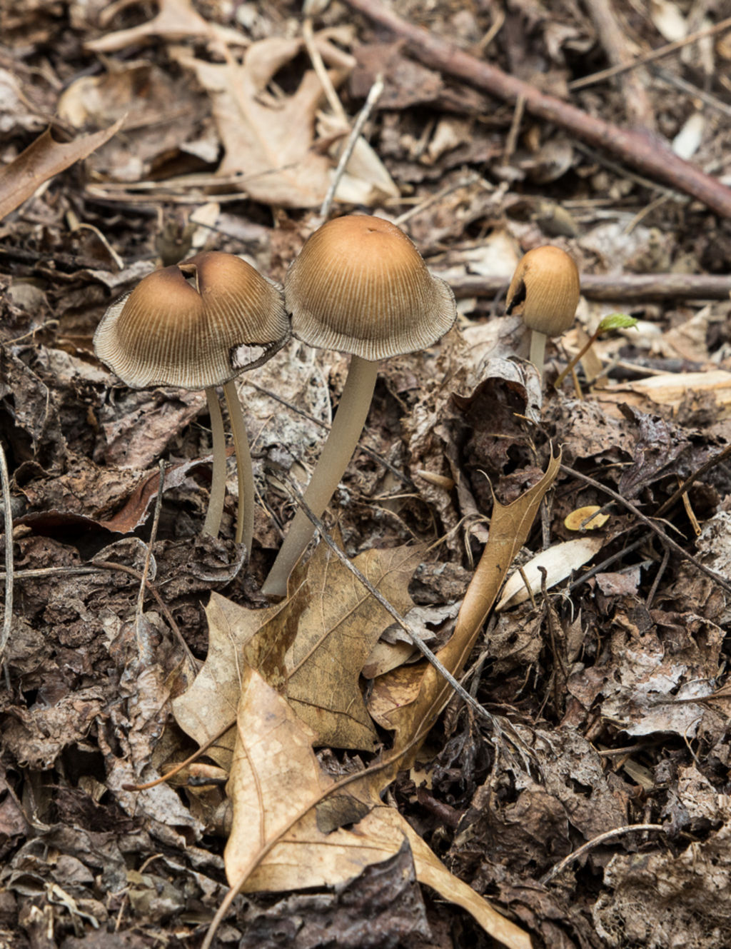 Strip District Mushroom Hunt