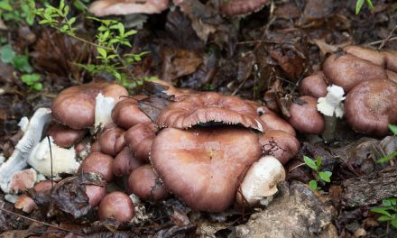 Mushroom kit instructions and Species list from May Monthly Meeting on 05/17/2016