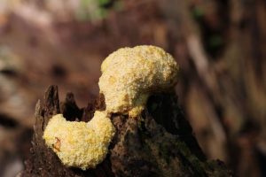 septica fuligo mushroom slime molds pennsylvania western club wpamushroomclub