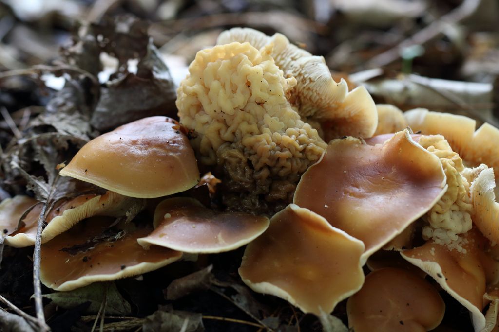 Mushroom class at Public Lands Store in Cranberry Township