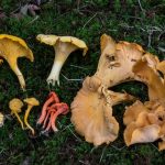 Basidiomycete Fungi (non-gilled).5 Chanterelles & Black Trumpets