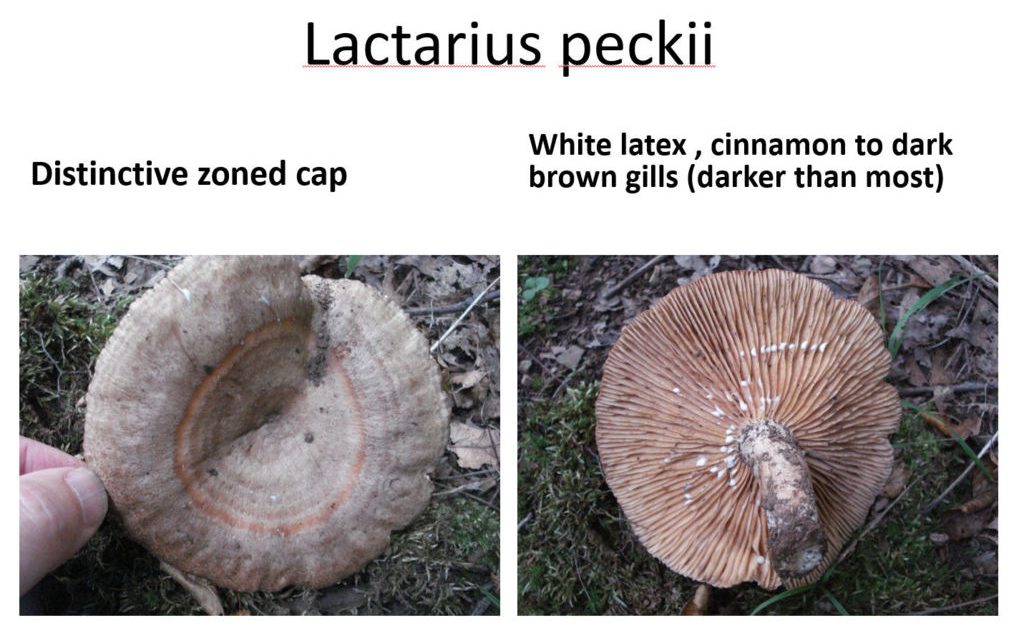 Lactarius Update (from 2011)