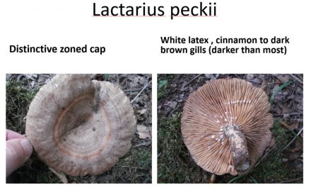 Lactarius Update (from 2011)