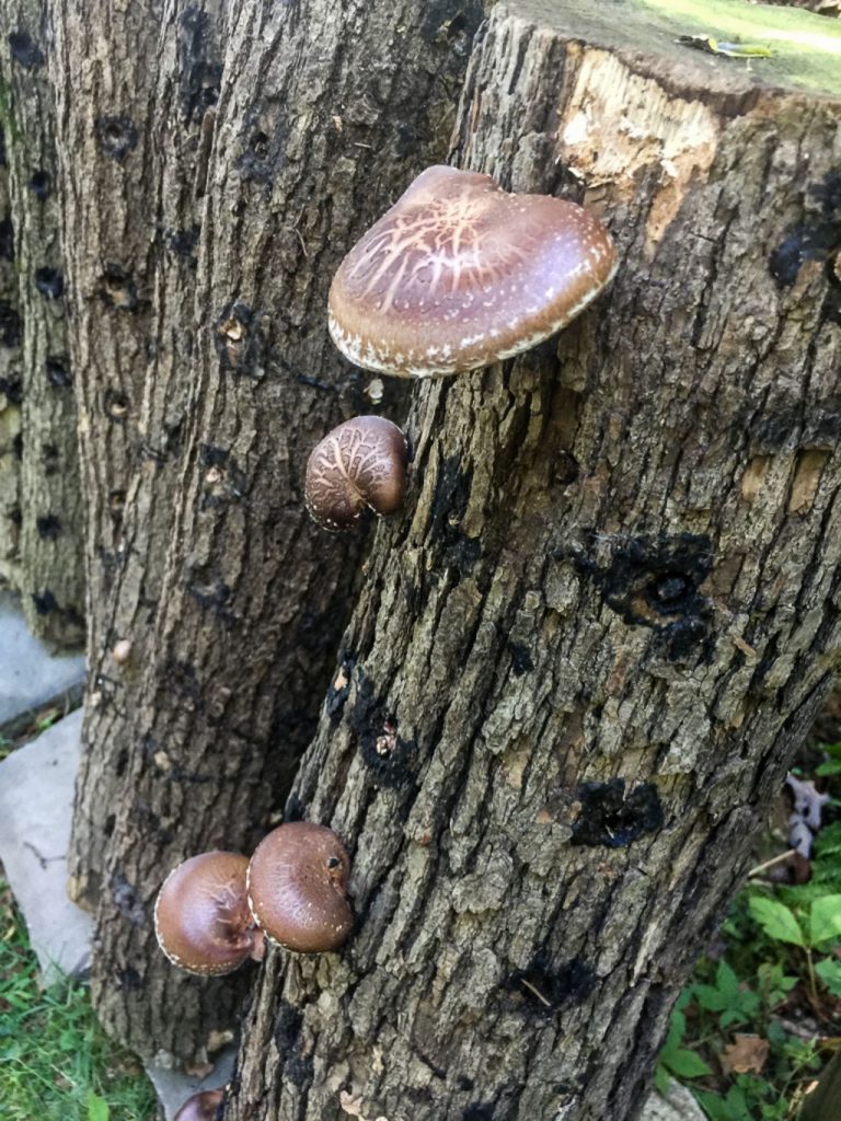 shiitakemushroomsfruitingbyrichardjacob Western Pennsylvania