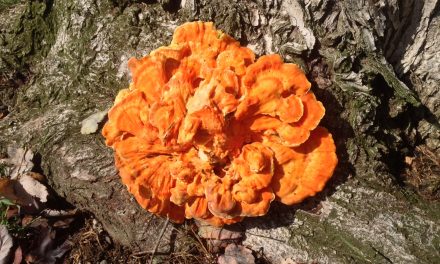 Species list from Townsend Park on 10/01/2016