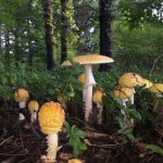 Basidiomycete Fungi (gilled).1.Amanitoid - Amanita