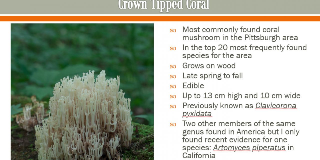 Coral fungi of Western PA