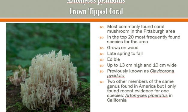 Coral fungi of Western PA