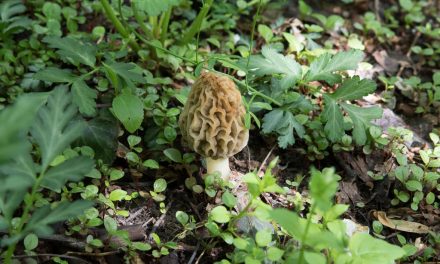 Is it going to be an early Morel season?