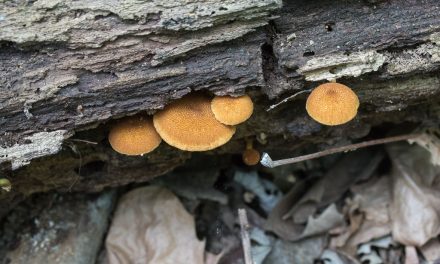 Species list from Sycamore Island Walk with the Allegheny Land Trust on 05/21/2017