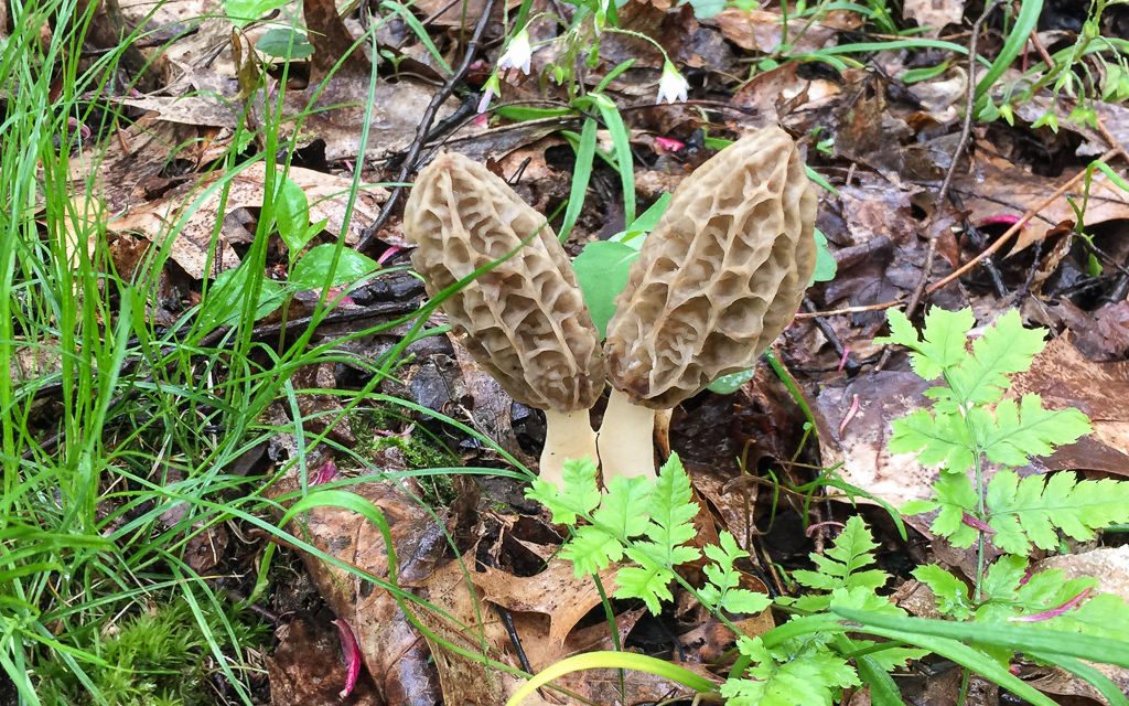 Species list from Morel Mushrooms: What, Where, When. Presentation and walk at Pine Ridge Lodge on 04/29/2017
