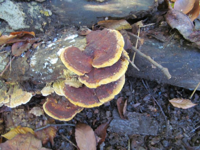 Mustard Yellow Polypore by Cecily Franklin Western Pennsylvania