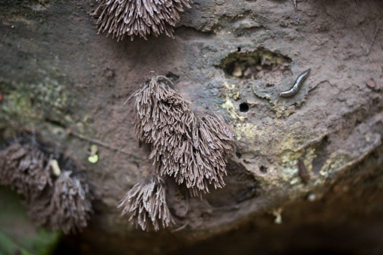 Stemonitis splendens. By Richard Jacob-3 | Western Pennsylvania ...