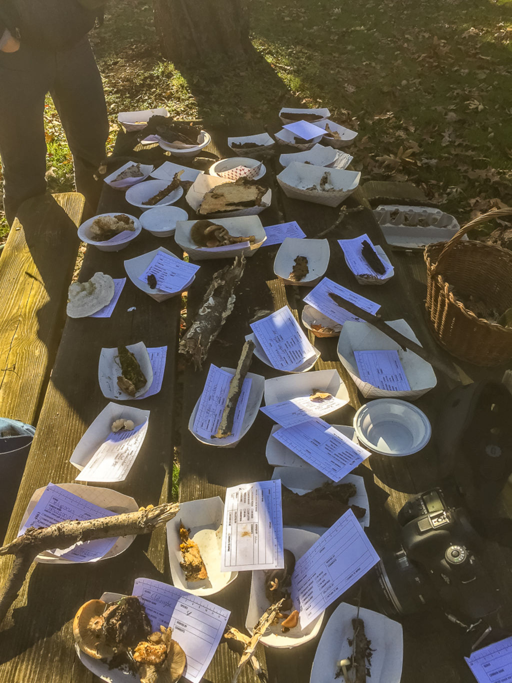 Sustainability at Home Series: Mushroom Cultivation!