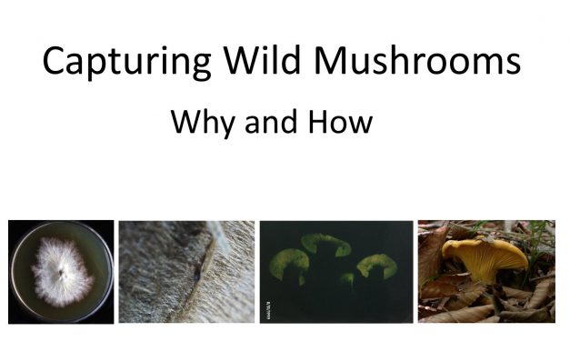 Capturing Wild Mushrooms