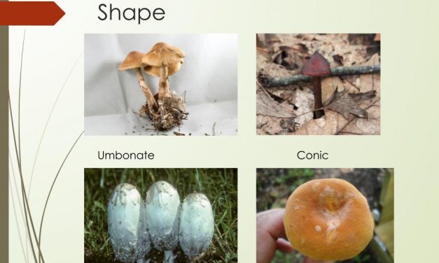 Fungi Features