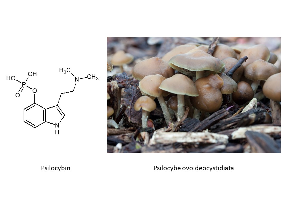 Mushroom Toxicity Western Pennsylvania Mushroom Club
