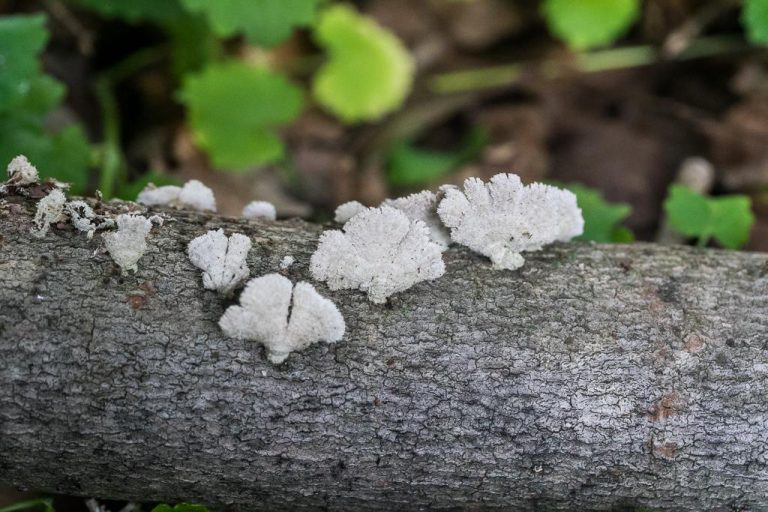 marchen forest mushroom quiz